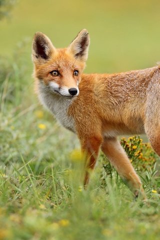 Обои трава, природа, поза, взгляд, лиса, grass, nature, pose, look, fox разрешение 2000x1286 Загрузить