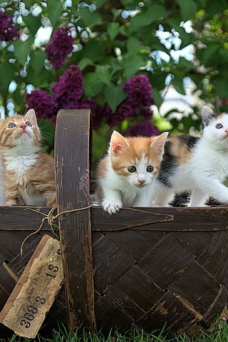 Обои весна, корзина, котята, сирень, spring, basket, kittens, lilac разрешение 2400x1605 Загрузить