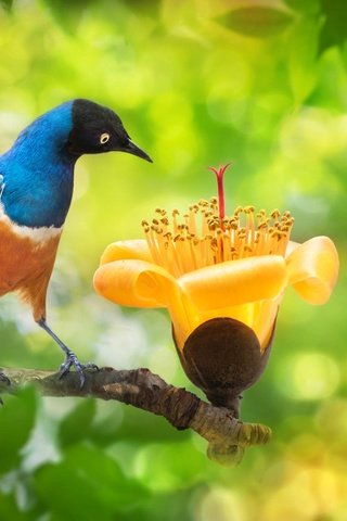 Обои fuyi chen, ветка, природа, дерево, цветок, листва, птица, тайвань, боке, branch, nature, tree, flower, foliage, bird, taiwan, bokeh разрешение 2000x1333 Загрузить