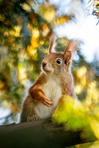 Обои ветка, природа, дерево, листья, белка, зверек, грызун, branch, nature, tree, leaves, protein, animal, rodent разрешение 2000x1334 Загрузить