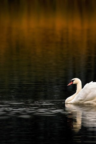 Обои вода, водоем, птица, темный фон, плавание, лебедь, боке, water, pond, bird, the dark background, swimming, swan, bokeh разрешение 2000x1339 Загрузить