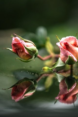 Обои вода, бутоны, отражение, розы, розовые, water, buds, reflection, roses, pink разрешение 2000x1284 Загрузить