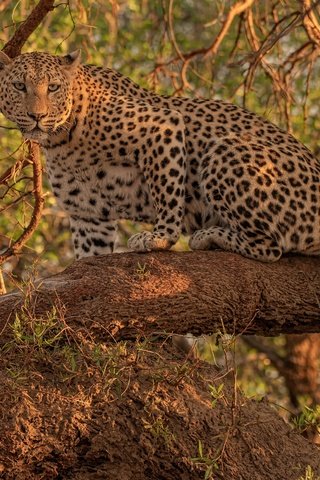 Обои взгляд, леопард, дикая кошка, на дереве, look, leopard, wild cat, on the tree разрешение 4300x3268 Загрузить