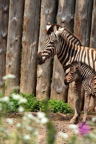 Обои зебра, забор, пара, мама, детеныш, зебры, жеребенок, zebra, the fence, pair, mom, cub, foal разрешение 3840x2560 Загрузить