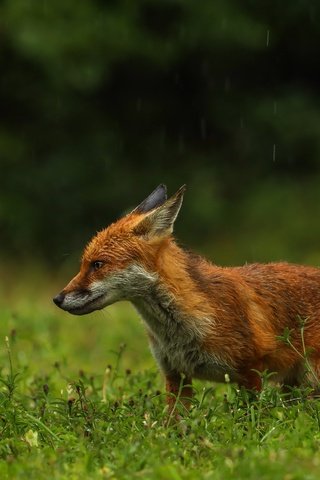 Обои зелень, поза, поляна, лиса, профиль, дождь, мокрая, greens, pose, glade, fox, profile, rain, wet разрешение 2560x1803 Загрузить