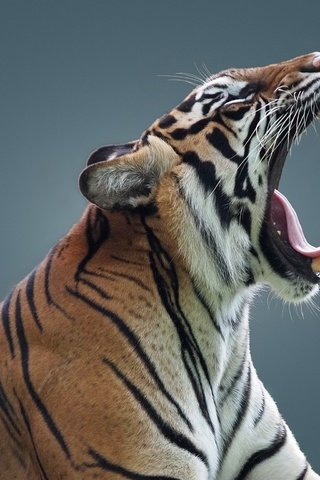 Обои тигр, клыки, профиль, язык, пасть, дикая кошка, tiger, fangs, profile, language, mouth, wild cat разрешение 2048x1536 Загрузить