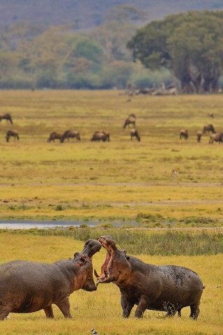 Обои африка, бегемот, турнир, гиппопотам, africa, hippo, tournament разрешение 3072x2048 Загрузить