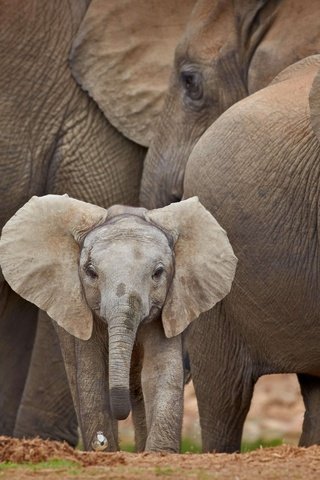 Обои африка, юар, слоны, стадо, слоненок, africa, south africa, elephants, the herd, elephant разрешение 5093x2865 Загрузить