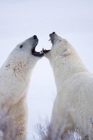 Обои белые медведи, полярные медведи, два медведя, polar bears, two bears разрешение 2048x1367 Загрузить