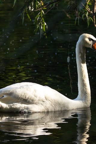 Обои отражение, белый, водоем, птица, темный фон, лебедь, reflection, white, pond, bird, the dark background, swan разрешение 6960x4640 Загрузить