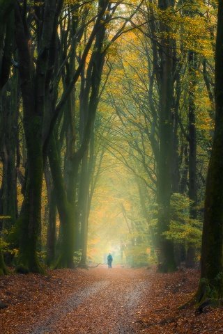 Обои деревья, лес, осень, человек, нидерланды, опавшие листья, trees, forest, autumn, people, netherlands, fallen leaves разрешение 5568x3335 Загрузить