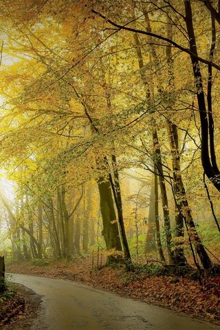 Обои деревья, лес, осень, trees, forest, autumn разрешение 5119x2880 Загрузить