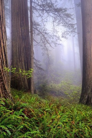 Обои деревья, природа, лес, туман, сша, калифорния, национальный парк редвуд, trees, nature, forest, fog, usa, ca разрешение 1920x1200 Загрузить