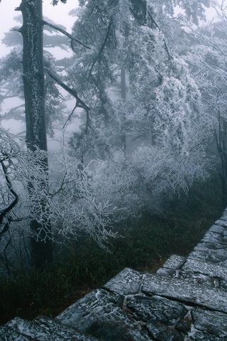 Обои деревья, природа, лес, зима, туман, иней, тропинка, ступени, trees, nature, forest, winter, fog, frost, path, stage разрешение 4252x3366 Загрузить