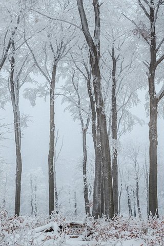 Обои деревья, снег, природа, лес, зима, ветки, стволы, иней, trees, snow, nature, forest, winter, branches, trunks, frost разрешение 3840x2160 Загрузить