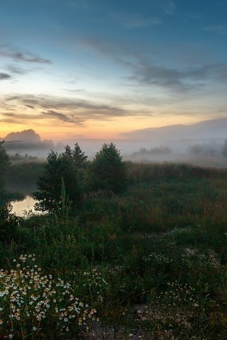 Обои деревья, вечер, природа, пейзаж, туман, луг, травы, trees, the evening, nature, landscape, fog, meadow, grass разрешение 1920x1200 Загрузить