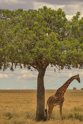 Обои дерево, африка, жираф, tree, africa, giraffe разрешение 3072x2048 Загрузить