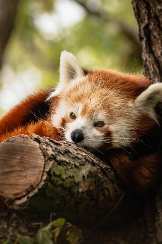 Обои дерево, лежит, красная панда, малая панда, tree, lies, red panda разрешение 2560x1440 Загрузить