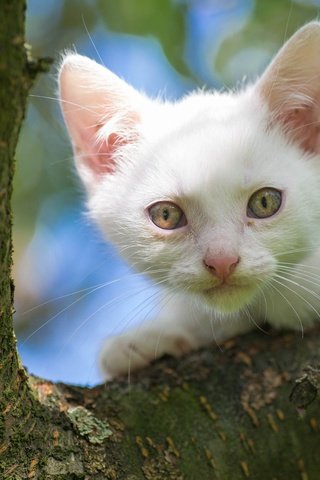 Обои дерево, кот, мордочка, кошка, взгляд, котенок, белый, на дереве, tree, cat, muzzle, look, kitty, white, on the tree разрешение 2048x1280 Загрузить