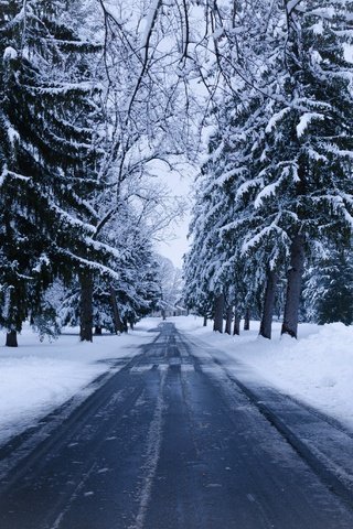 Обои дорога, деревья, снег, природа, зима, ель, road, trees, snow, nature, winter, spruce разрешение 4869x2739 Загрузить