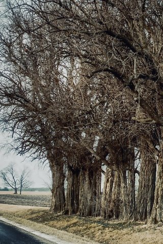 Обои дорога, деревья, road, trees разрешение 3840x2160 Загрузить