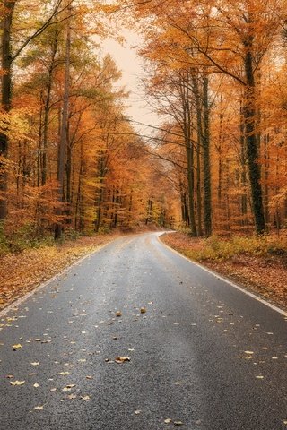 Обои дорога, лес, осень, ежик, шоссе, road, forest, autumn, hedgehog, highway разрешение 3840x2160 Загрузить