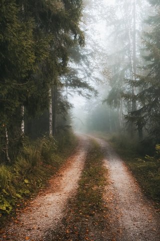 Обои дорога, лес, туман, осень, road, forest, fog, autumn разрешение 3840x2160 Загрузить