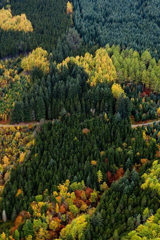 Обои дорога, лес, вид, осень, красота, краски осени, вид с высоты, road, forest, view, autumn, beauty, the colors of autumn, the разрешение 3840x2160 Загрузить