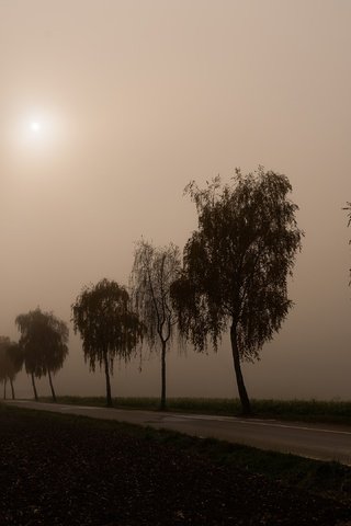 Обои дорога, утро, туман, березы, силуэты, road, morning, fog, birch, silhouettes разрешение 3840x2160 Загрузить