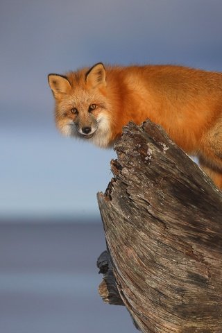 Обои фон, взгляд, рыжая, лиса, коряга, background, look, red, fox, snag разрешение 3072x2048 Загрузить