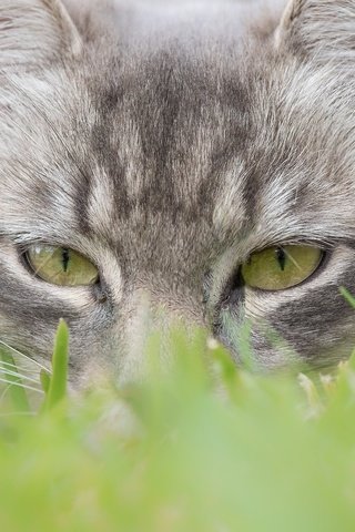 Обои глаза, трава, мордочка, кошка, взгляд, eyes, grass, muzzle, cat, look разрешение 2048x1365 Загрузить