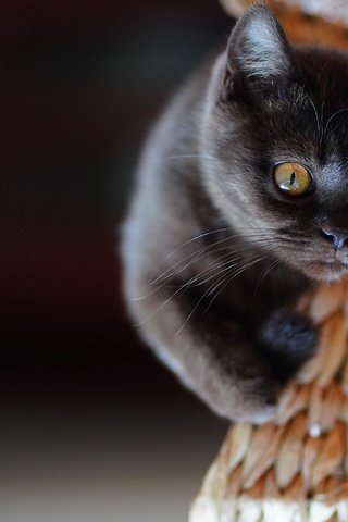 Обои кошка, взгляд, котенок, темный фон, мордашка, британский, cat, look, kitty, the dark background, face, british разрешение 3840x2160 Загрузить