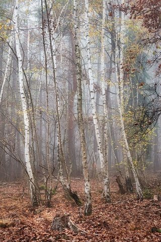 Обои лес, forest разрешение 2048x1365 Загрузить