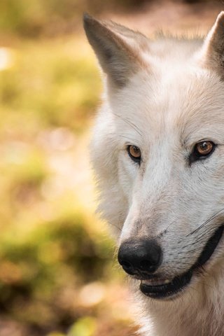 Обои морда, портрет, взгляд, белый, волк, боке, полярный, face, portrait, look, white, wolf, bokeh, polar разрешение 3840x2483 Загрузить