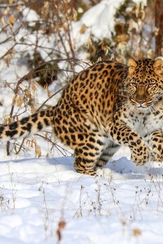 Обои морда, хвост, снег, боке, природа, поза, ветки, взгляд, прыжок, леопард, face, tail, snow, bokeh, nature, pose, branches, look, jump, leopard разрешение 2000x1333 Загрузить