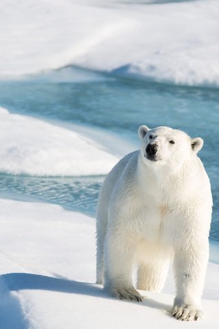 Обои свет, белый медведь, снег, берег, зима, взгляд, медведь, лёд, тени, light, polar bear, snow, shore, winter, look, bear, ice, shadows разрешение 2000x1335 Загрузить