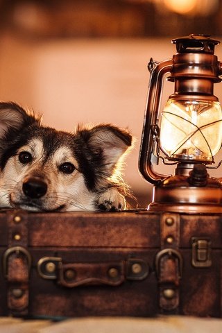 Обои морда, взгляд, лампа, собака, фонарь, чемодан, face, look, lamp, dog, lantern, suitcase разрешение 2048x1365 Загрузить