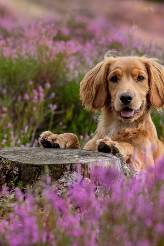 Обои морда, взгляд, собака, пень, спаниель, вереск, face, look, dog, stump, spaniel, heather разрешение 5848x3899 Загрузить