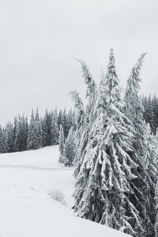 Обои небо, ограждение, домик, снег, ели, лес, холм, зима, сугробы, мороз, в снегу, склон, светлый фон, забор, изба, дом, the sky, snow, ate, forest, hill, winter, the snow, frost, in the snow, slope, light background, the fence, hut, house разрешение 3840x2560 Загрузить