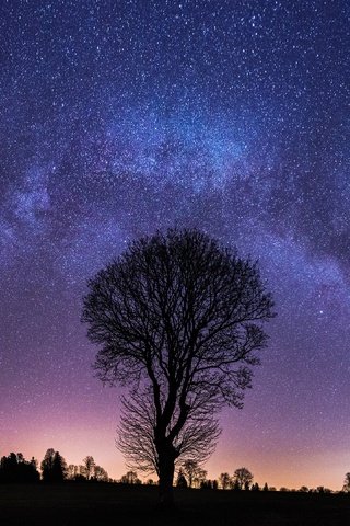 Обои ночь, дерево, звезды, млечный путь, night, tree, stars, the milky way разрешение 3840x2160 Загрузить