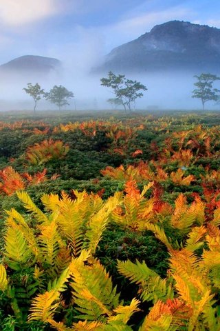 Обои осень, япония, папоротник, хоккайдо, autumn, japan, fern, hokkaido разрешение 1920x1080 Загрузить