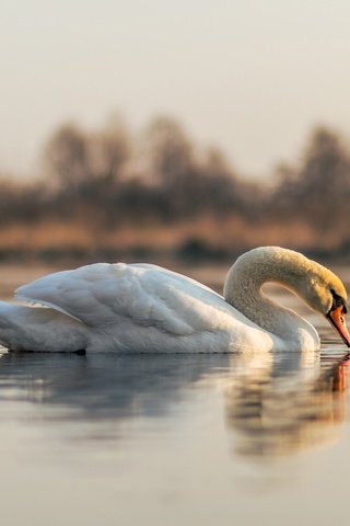 Обои отражение, белый, водоем, птица, лебедь, reflection, white, pond, bird, swan разрешение 5797x3865 Загрузить