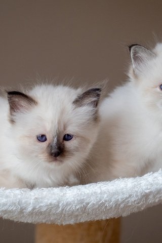 Обои поза, дуэт, взгляд, рэгдолл, парочка, лежанка, белые, кошки, котята, два, мордочки, pose, duo, look, ragdoll, a couple, white, cats, kittens, two, faces разрешение 4859x3221 Загрузить