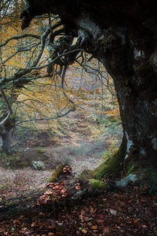 Обои природа, дерево, осень, nature, tree, autumn разрешение 3840x2160 Загрузить