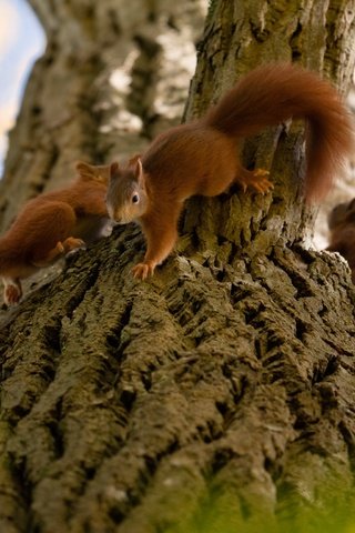 Обои природа, дерево, животные, пара, белки, зверьки, грызуны, nature, tree, animals, pair, proteins, rodents разрешение 2048x1536 Загрузить