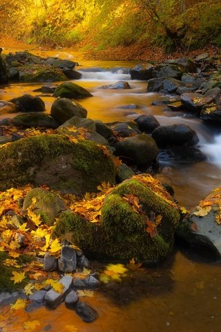 Обои природа, камни, лес, листья, ручей, осень, nature, stones, forest, leaves, stream, autumn разрешение 2000x1124 Загрузить