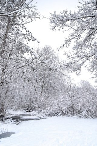 Обои природа, лес, зима, nature, forest, winter разрешение 3840x2160 Загрузить