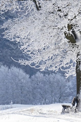 Обои снег, дерево, зима, парк, иней, скамейка, лавочка, snow, tree, winter, park, frost, bench, shop разрешение 3888x2592 Загрузить