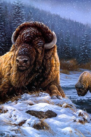 Обои снег, зима, бизоны, бизон, snow, winter, buffalo разрешение 3003x2036 Загрузить