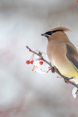 Обои снег, свиристель, зима, хохолок, фон, ветки, профиль, птица, ягоды, боке, snow, the waxwing, winter, crest, background, branches, profile, bird, berries, bokeh разрешение 3840x2160 Загрузить